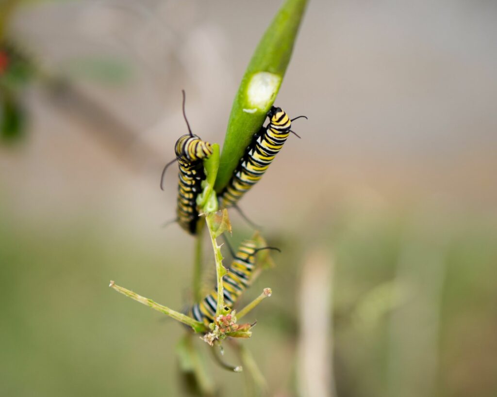 Antiparassitari naturali - Bruchi