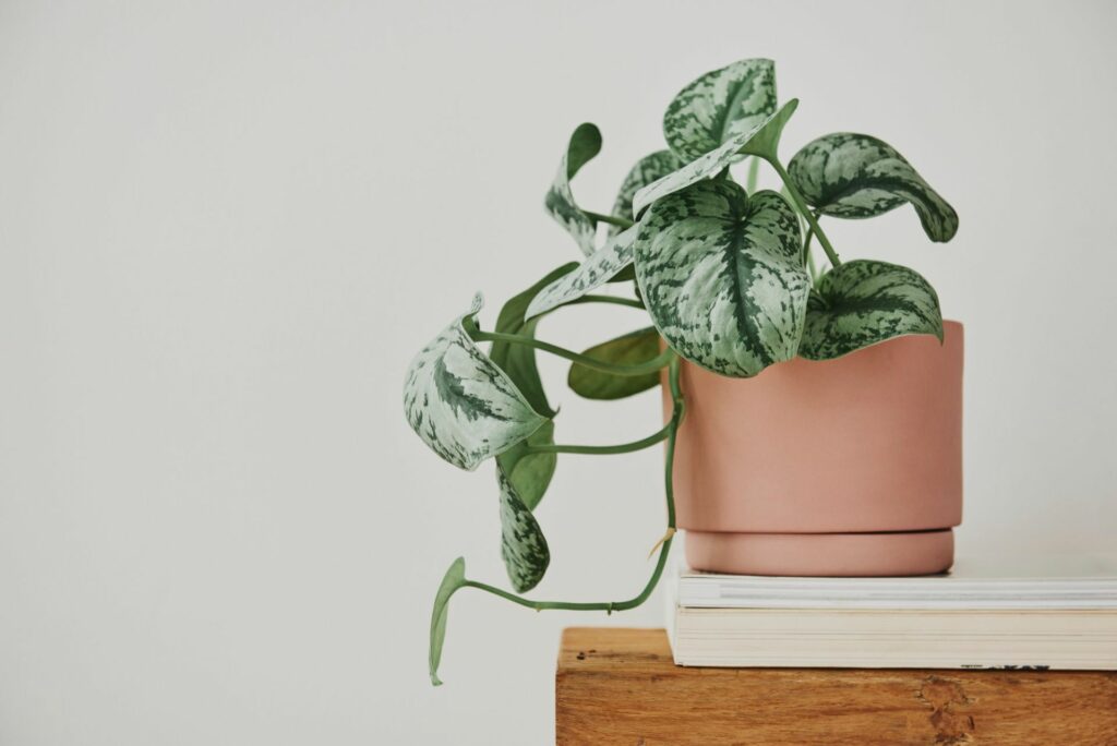 Piante mangia smog - Pothos