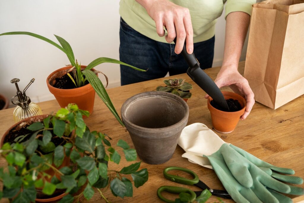 Rinvaso delle piante - Vaso