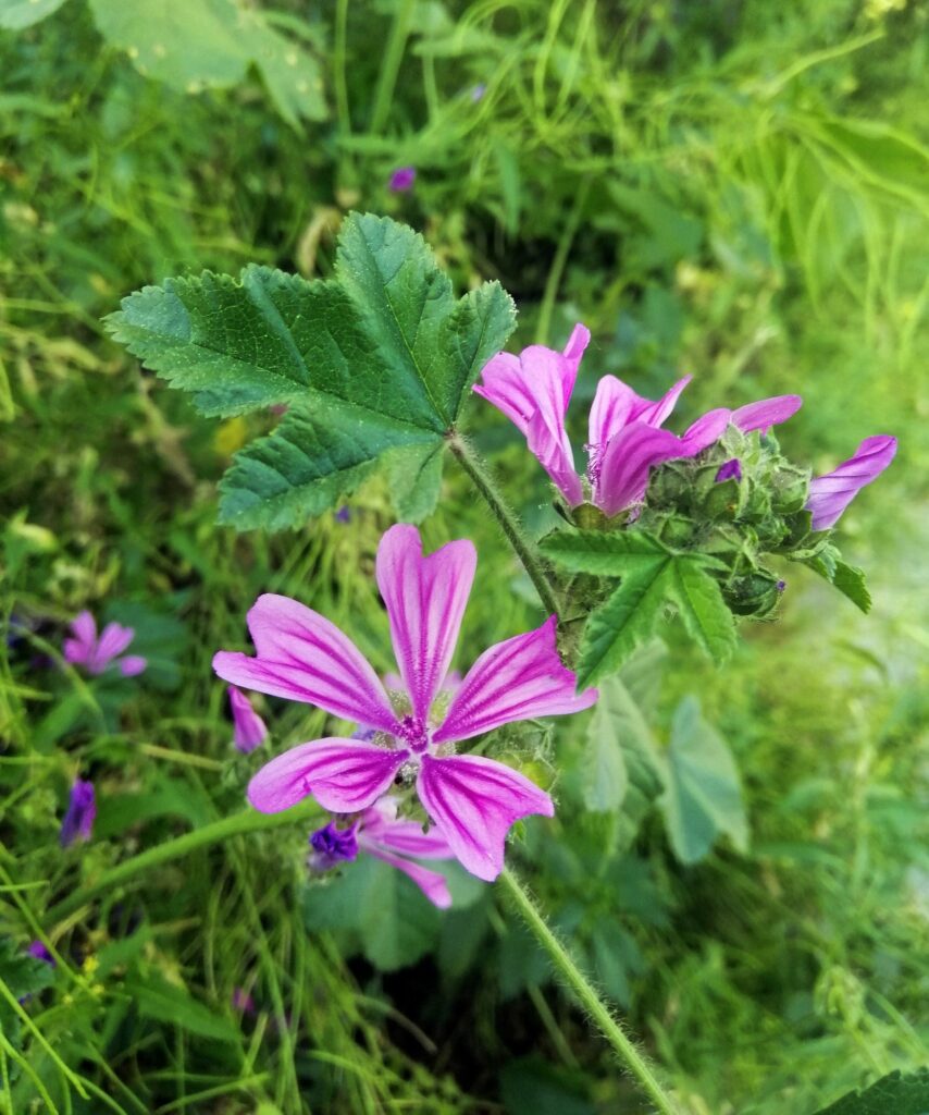 Acqua aromatizzata - Fiori di malva