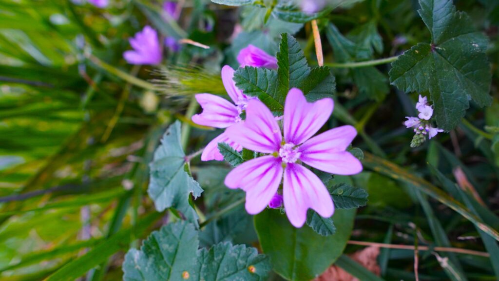 Malva sylvestris dei prati: usi erboristici e in cucina